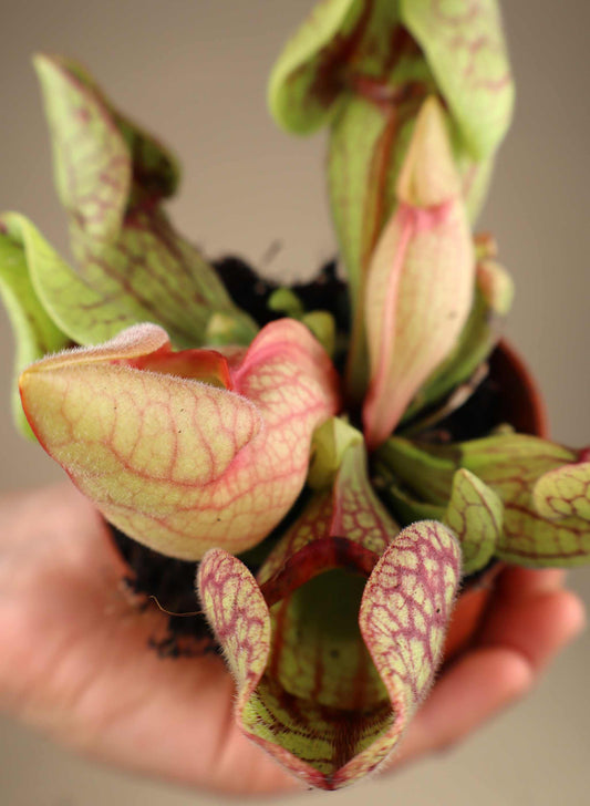Sarracenia purpurea subsp. venosa