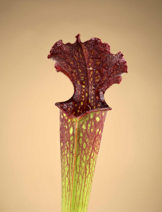 Sarracenia × farnhamii