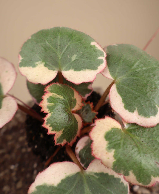 Saxifraga stolonifera 'Variegata' | Arons skägg