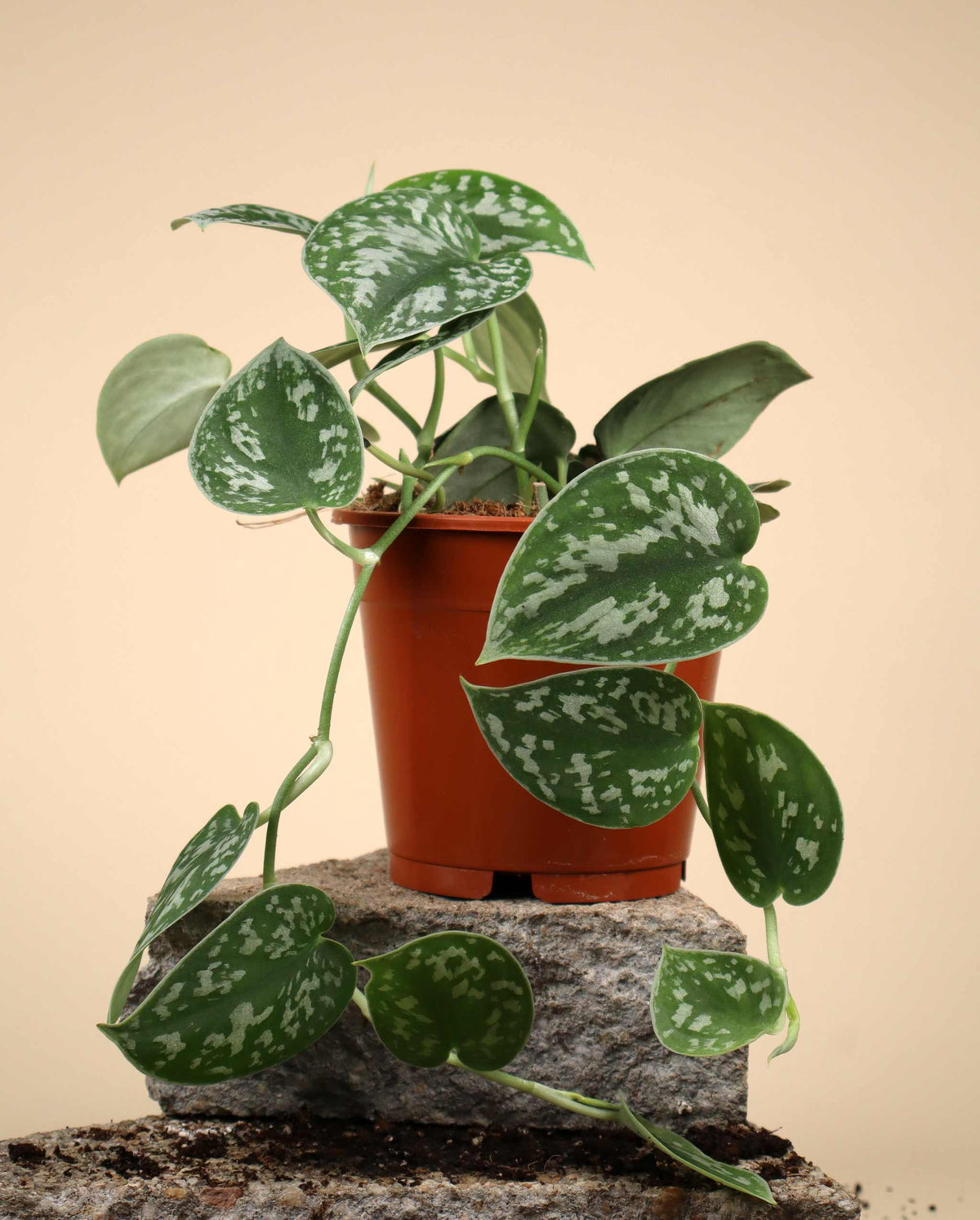 Silberkriechpflanze 'Scindapsus pictus' Argyraeus