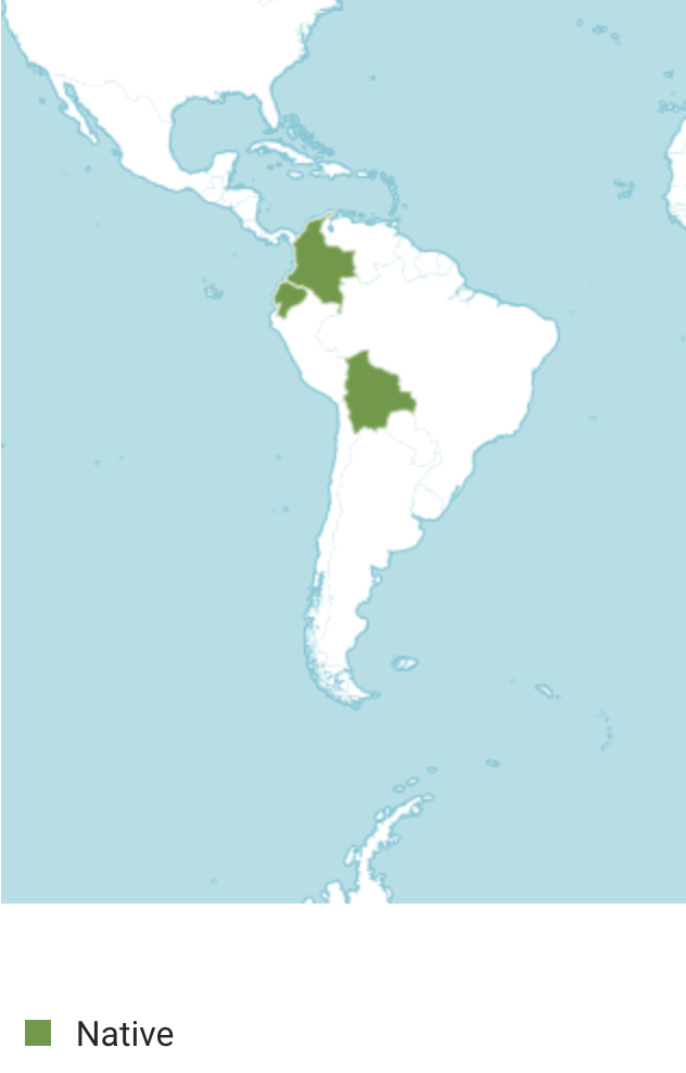 Babaco Papaya, winterhart