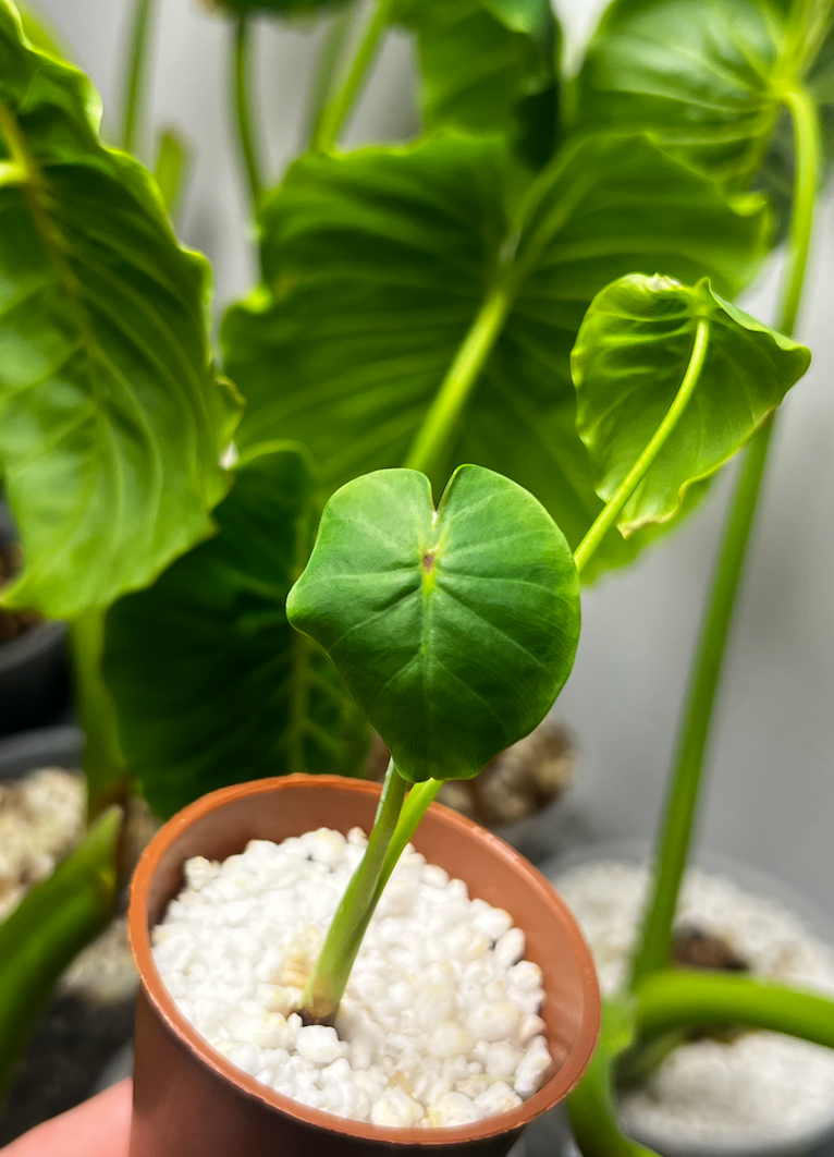 Colocasia Esculenta 'Pharaoh's Mask'
