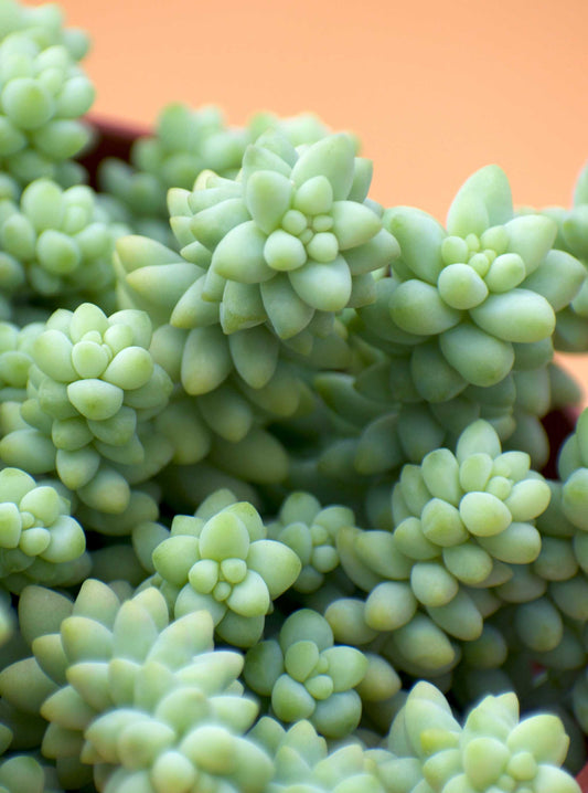 Sedum morganianum 'Burrito/Burro's Tail'