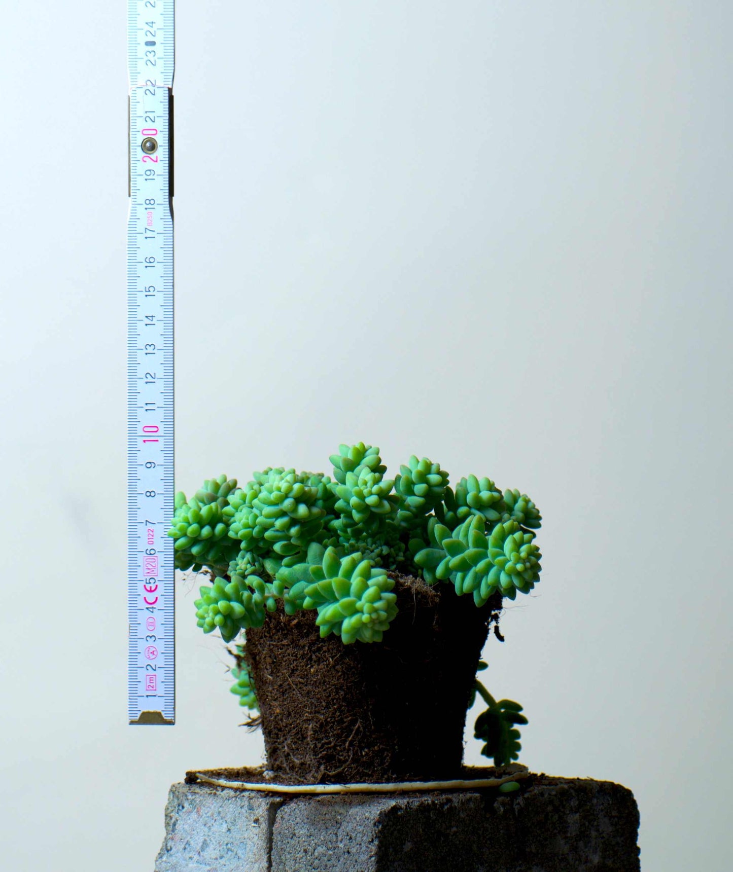 Sedum morganianum 'Burrito/Burro's Tail'