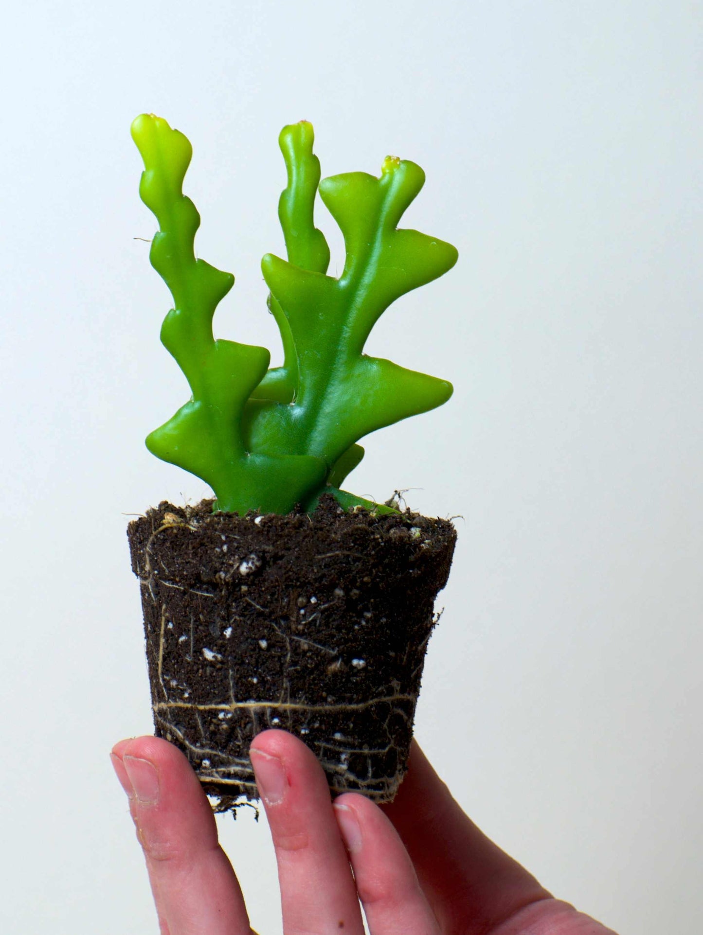 Selenicereus anthonyanus (Night cactus)