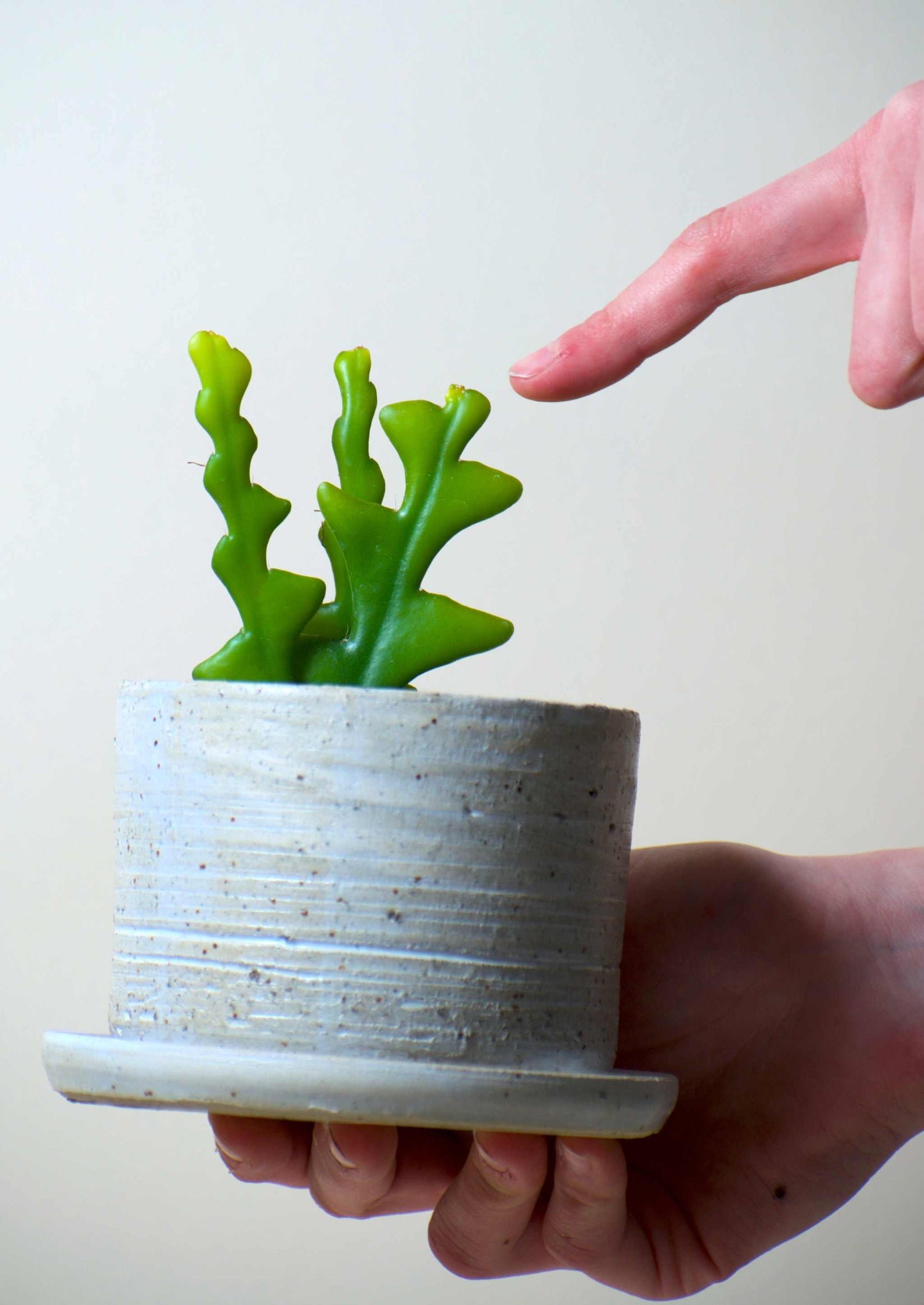 Selenicereus anthonyanus (Night cactus)