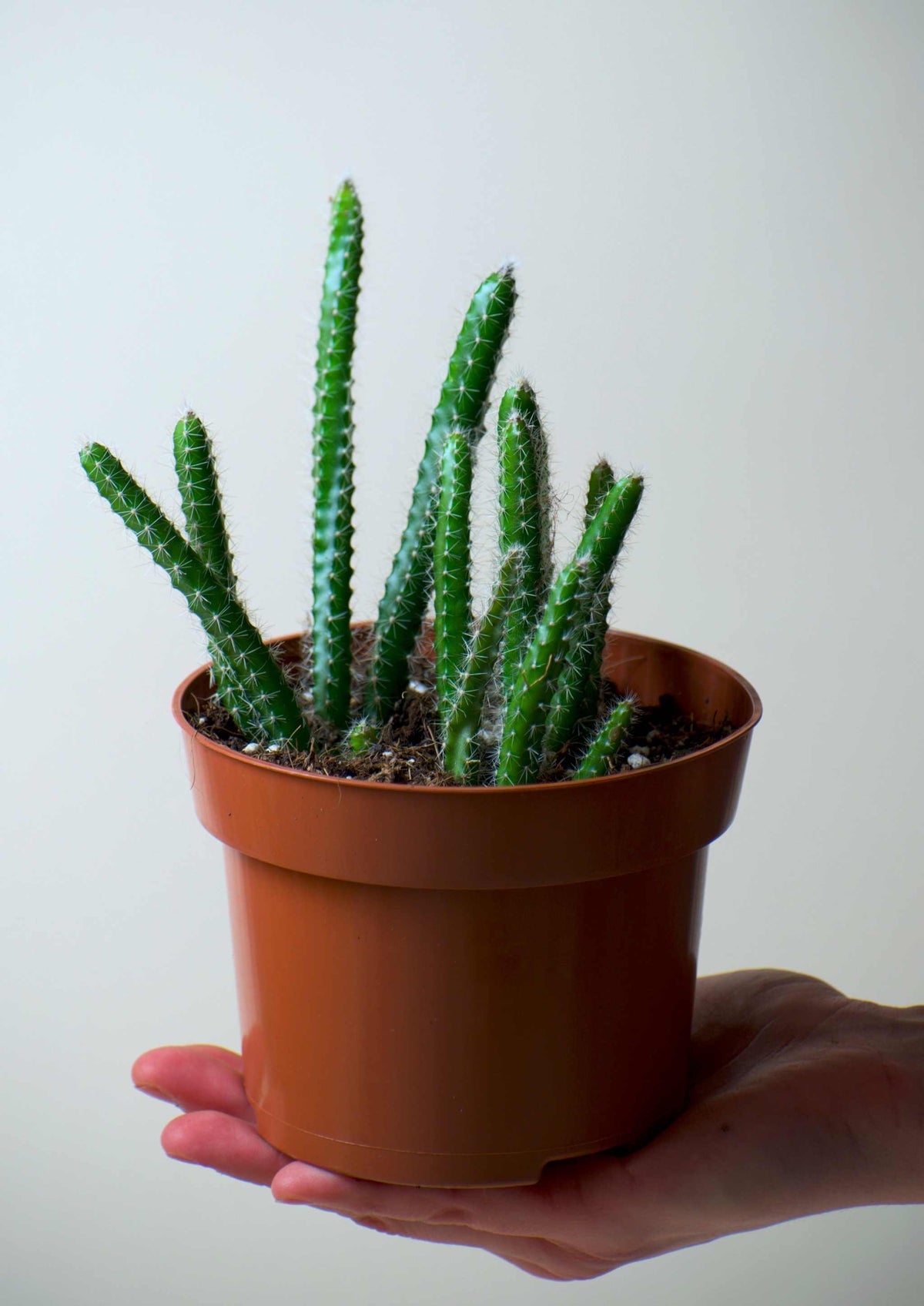 Selenicereus grandiflorus 'Königin der Nacht'