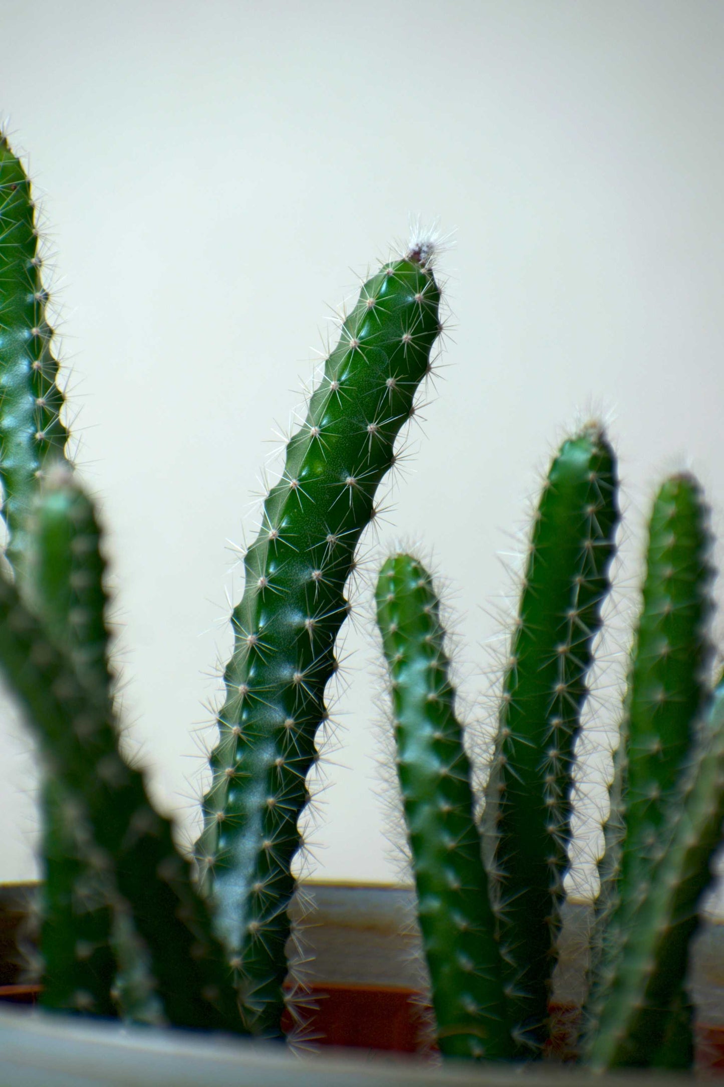 Selenicereus grandiflorus 'nattens drottning'