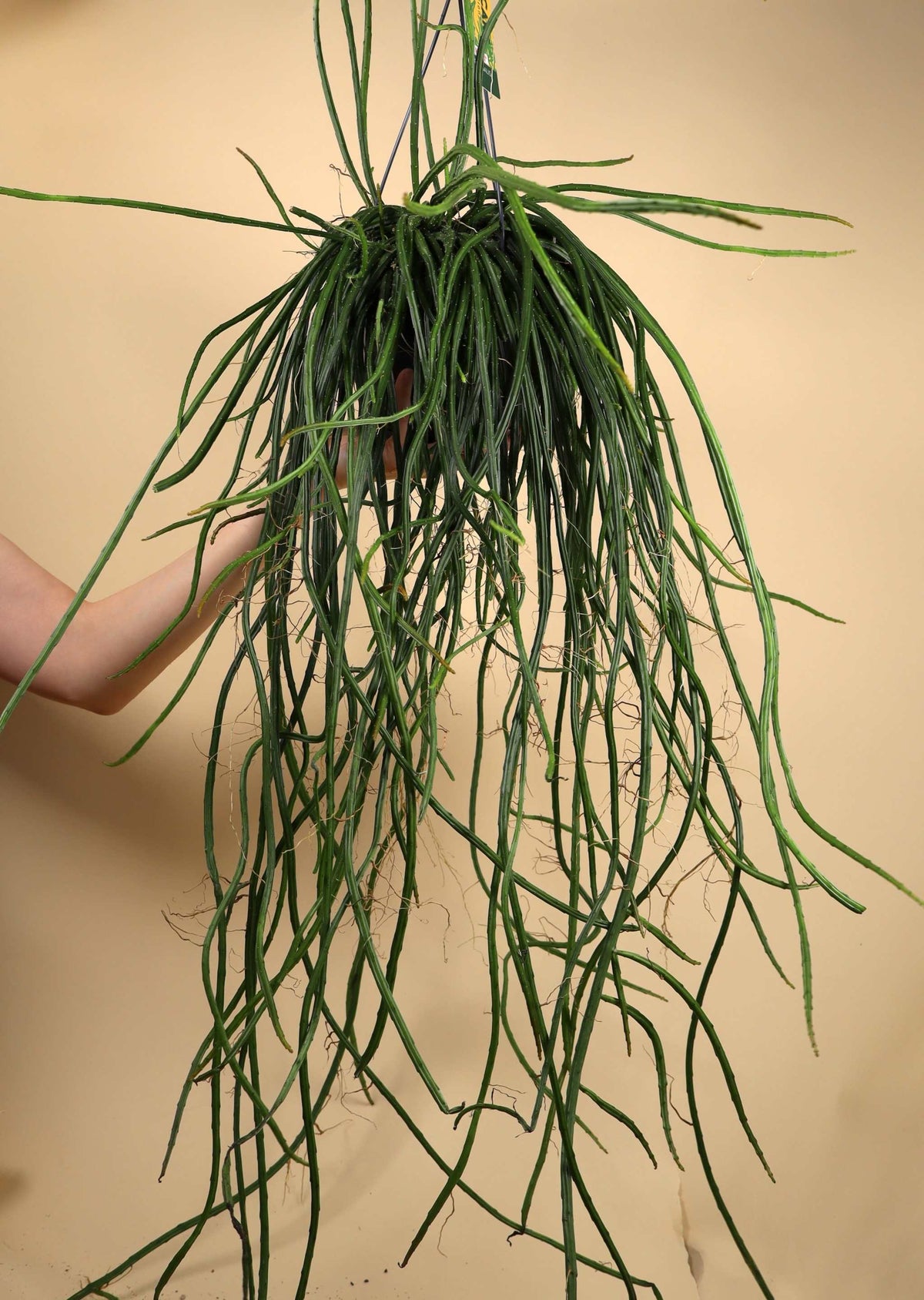 Selenicereus wercklei