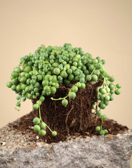 Senecio rowleyanus | Ärtor på tråd