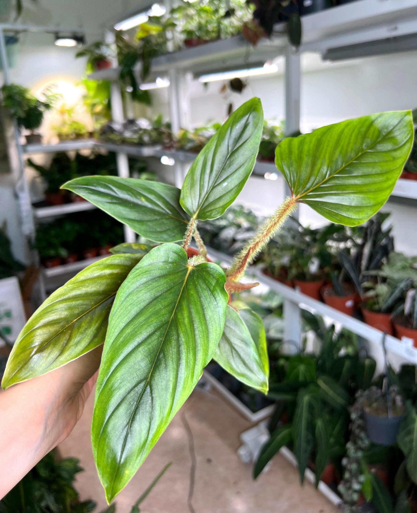 Philodendron serpens