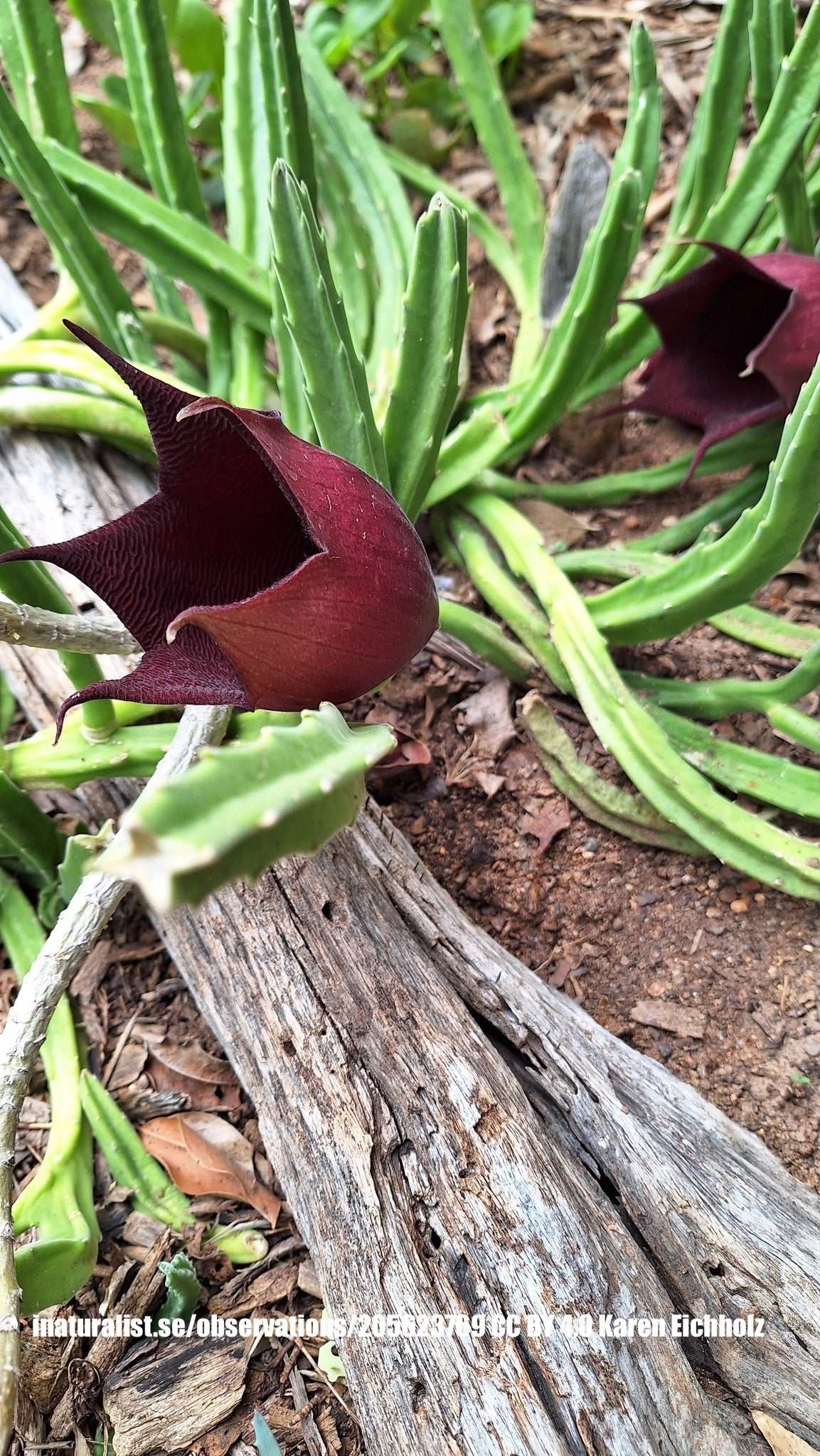 Stapelia leendertziae 'Eschenblume'