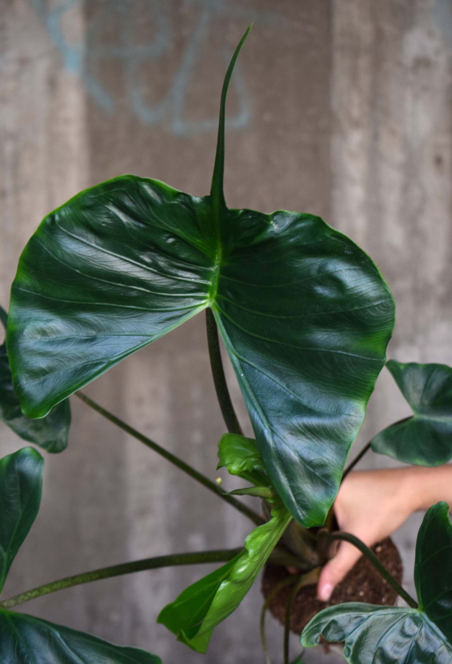 Alocasia macrorrhiza 'Stingray'