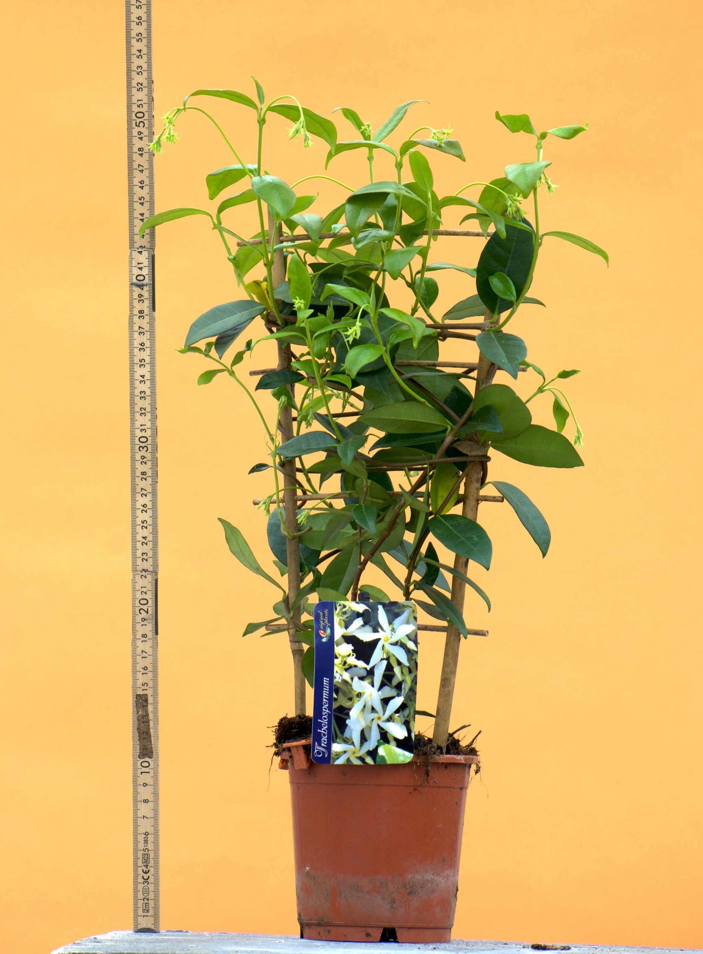 Stjarnjasmin storlek blomma