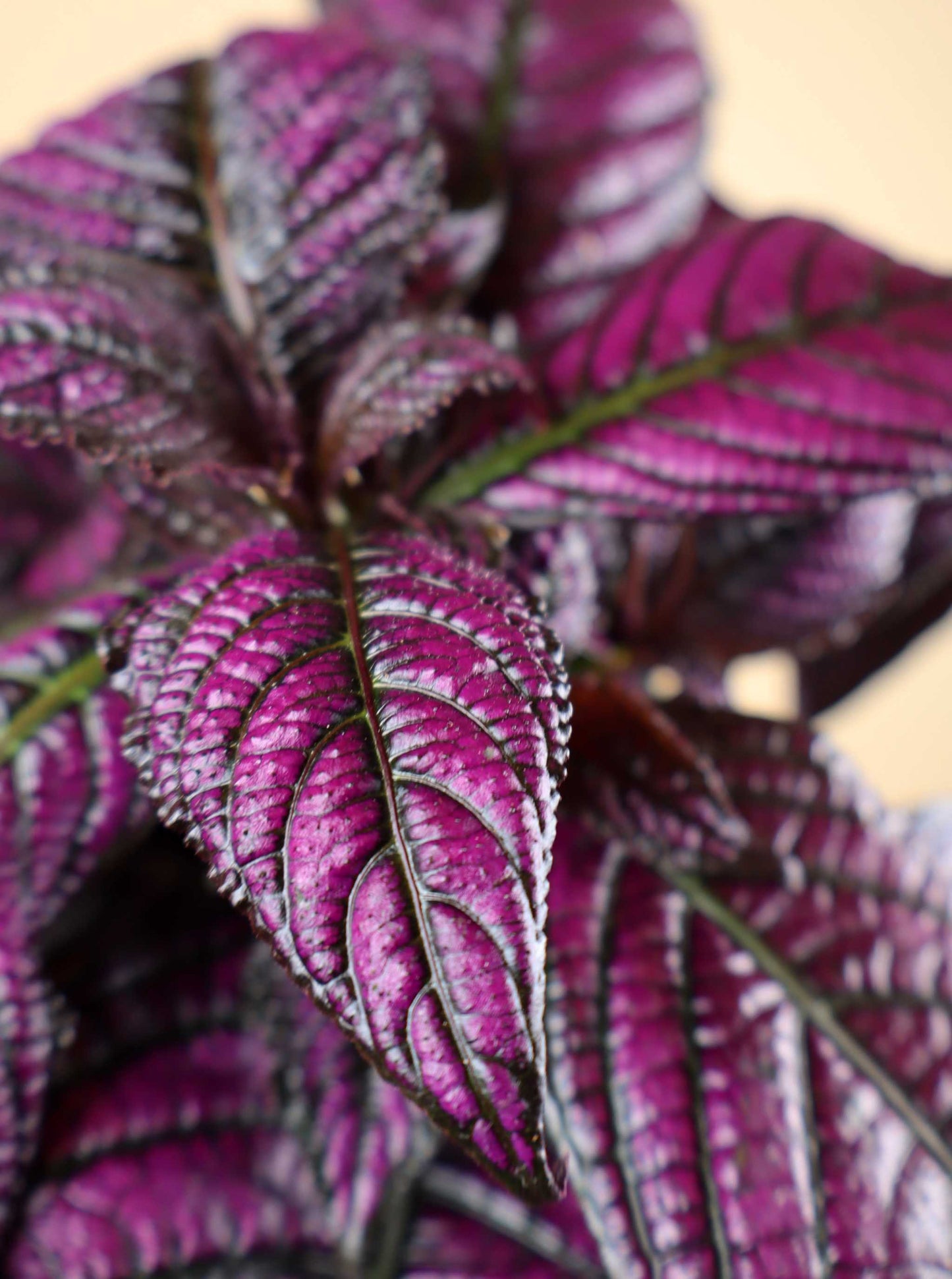 Strobilanthes auriculata var. dyeriana 'Persian Shield'