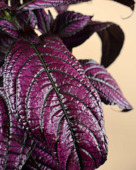 Strobilanthes auriculata var. dyeriana 'Persian Shield'