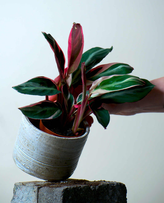 Stromanthe sanguinea 'Triostar' (Broktoppar)