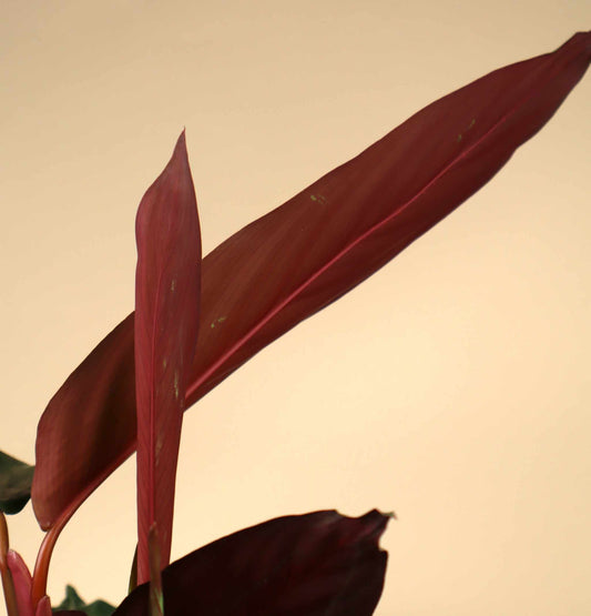 Stromanthe sanguinea (S. thalia)