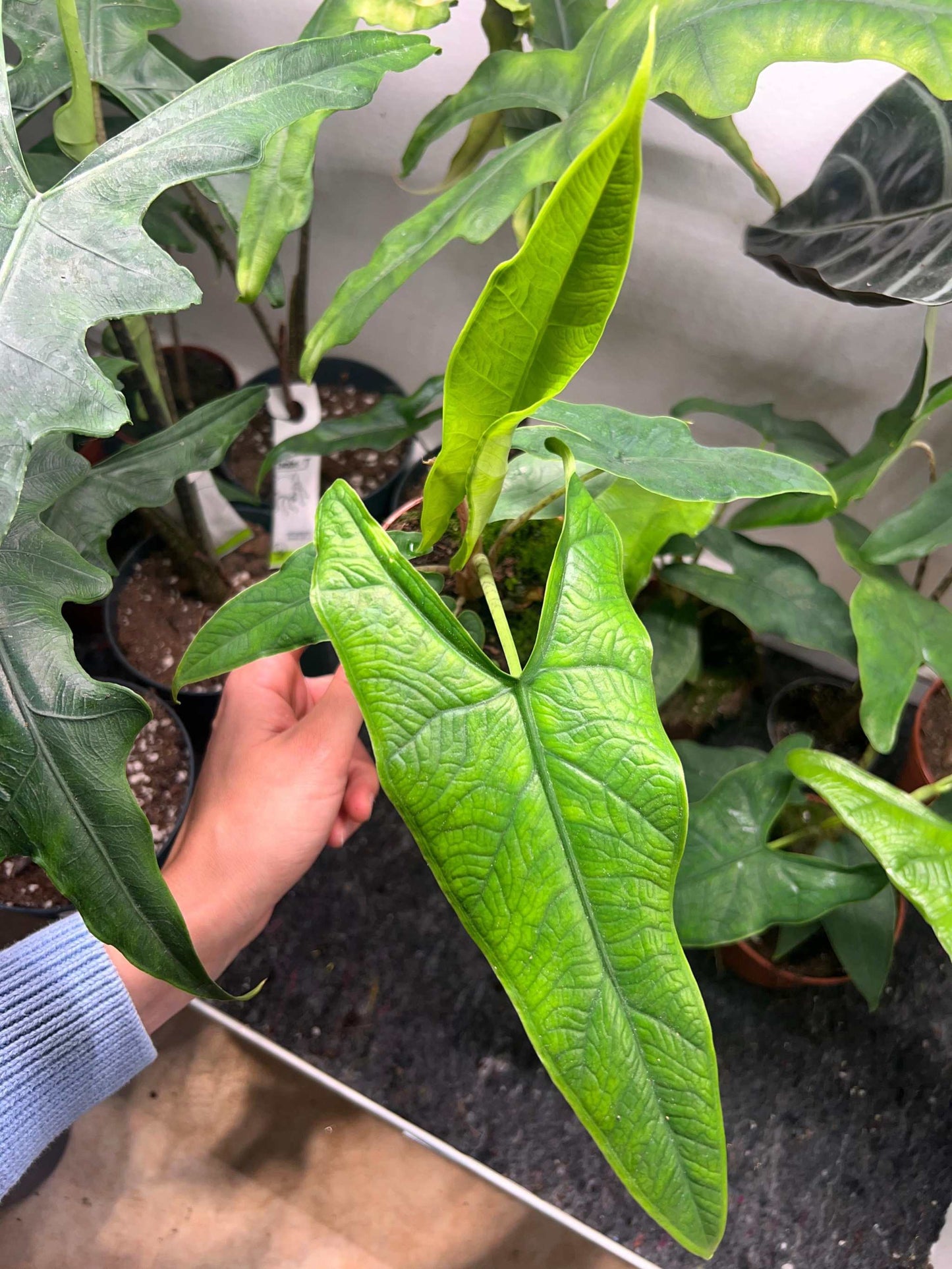 Alocasia sp. sulawesi 'green carpet'