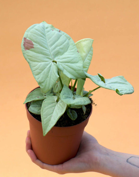 Syngonium 'Milk Confetti'