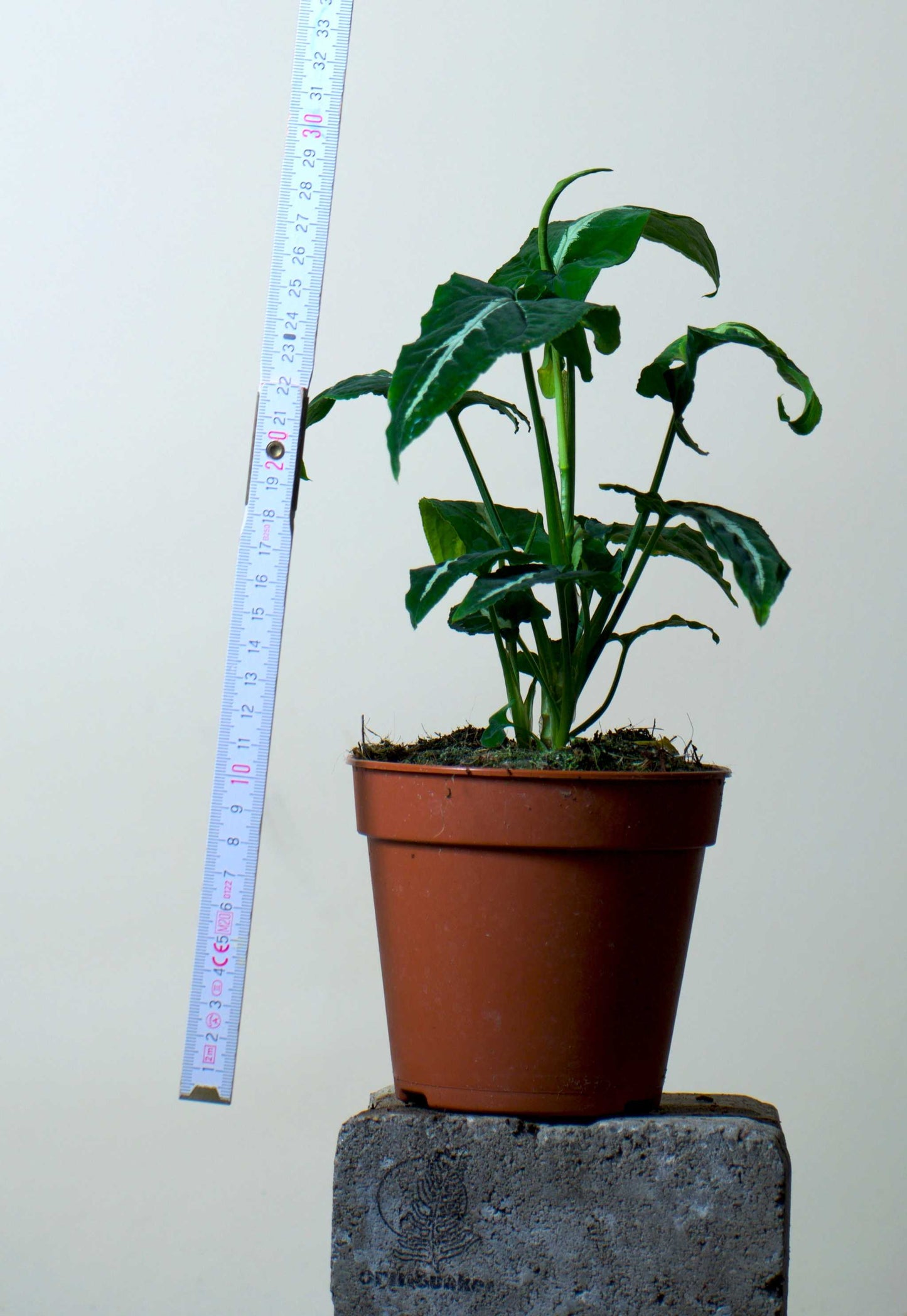 Syngonium wendlandii