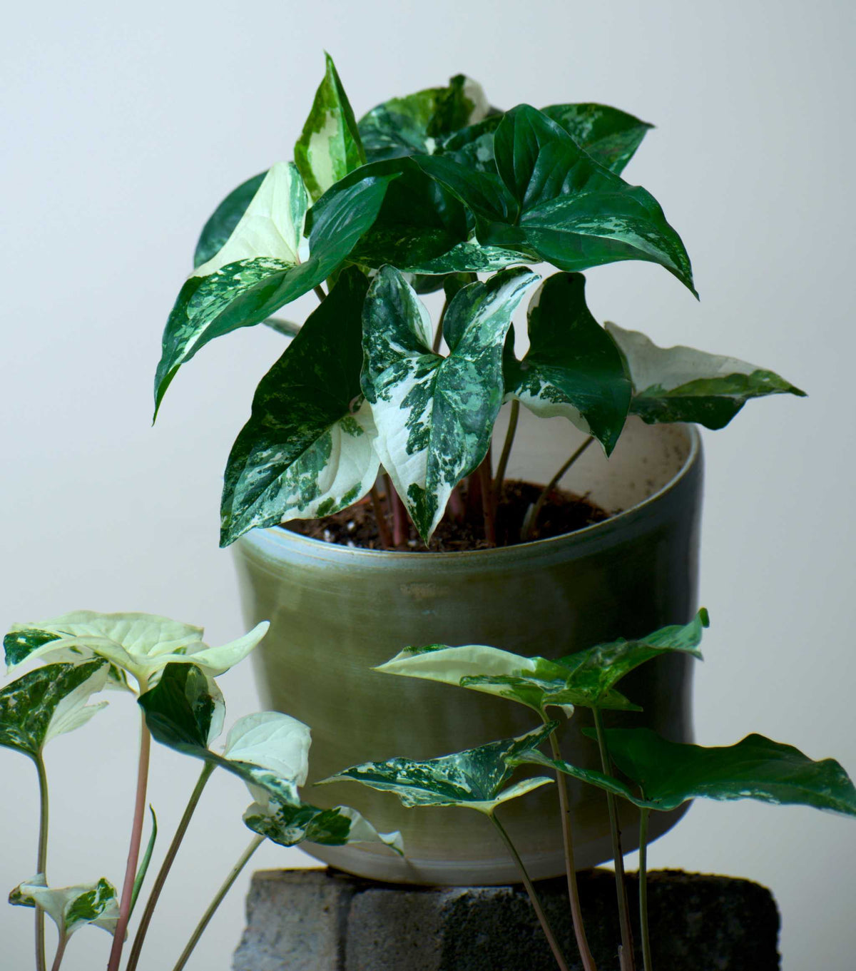 Syngonium albo variegata