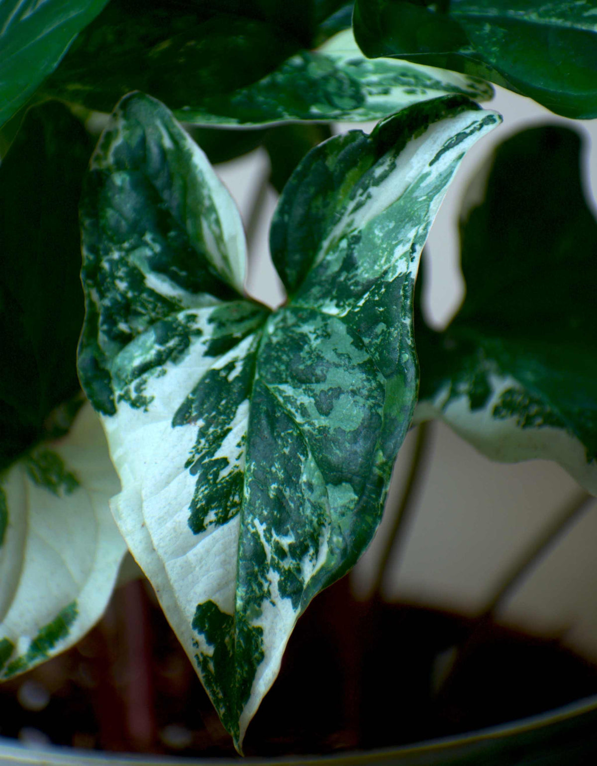 Syngonium albo variegata