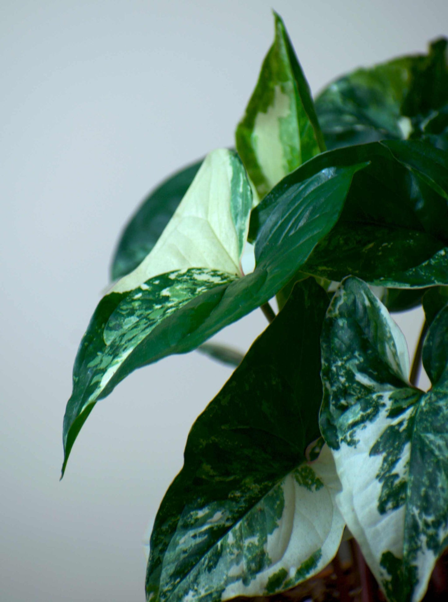 Syngonium albo variegata