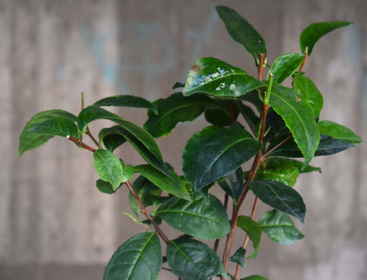 Tee pflanze 'camellia sinensis'