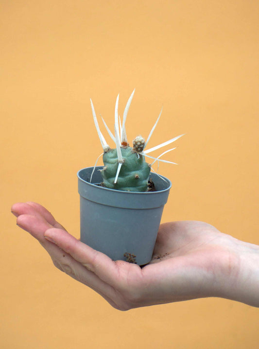 Tephrocactus articulatus