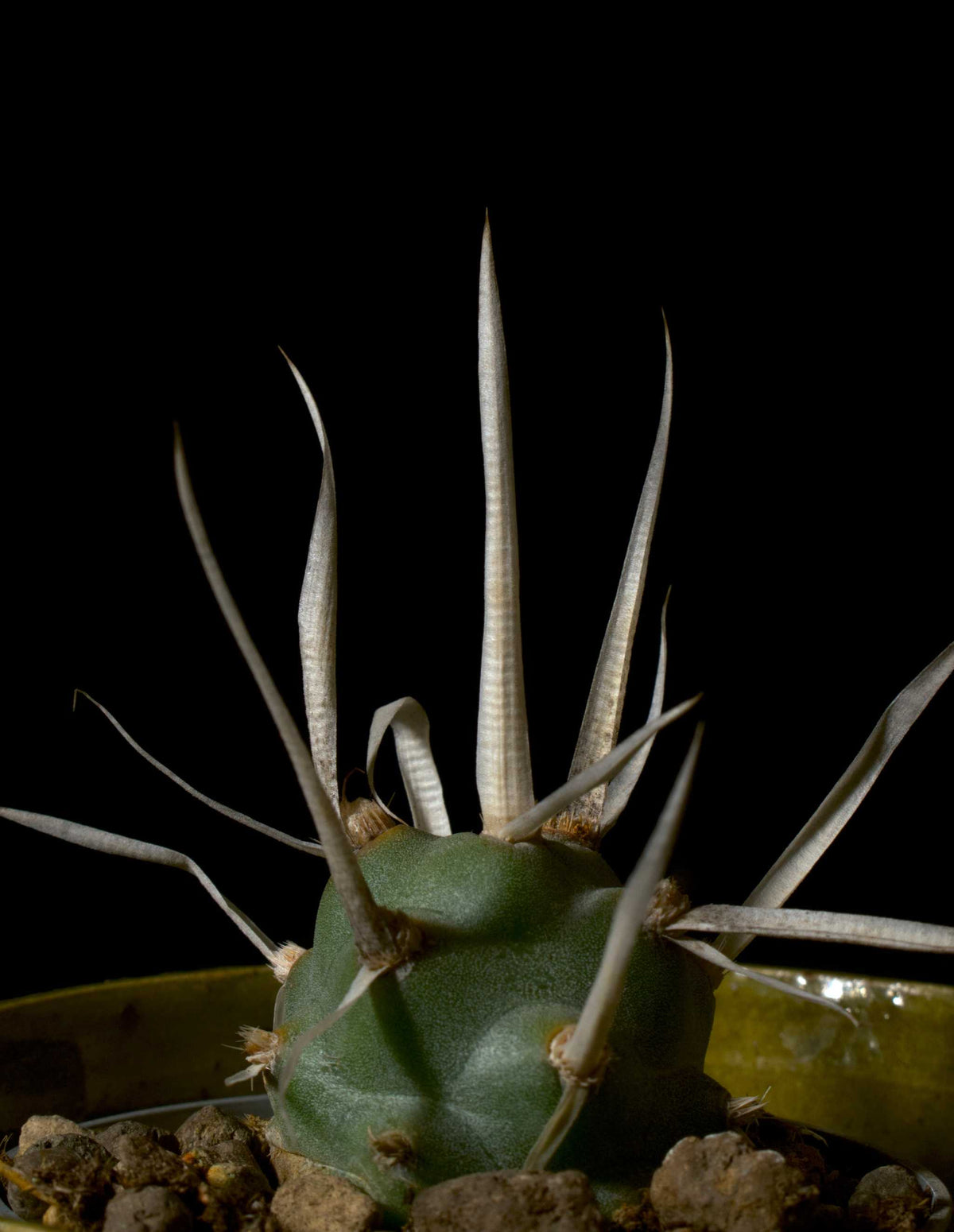Tephrocactus articulatus