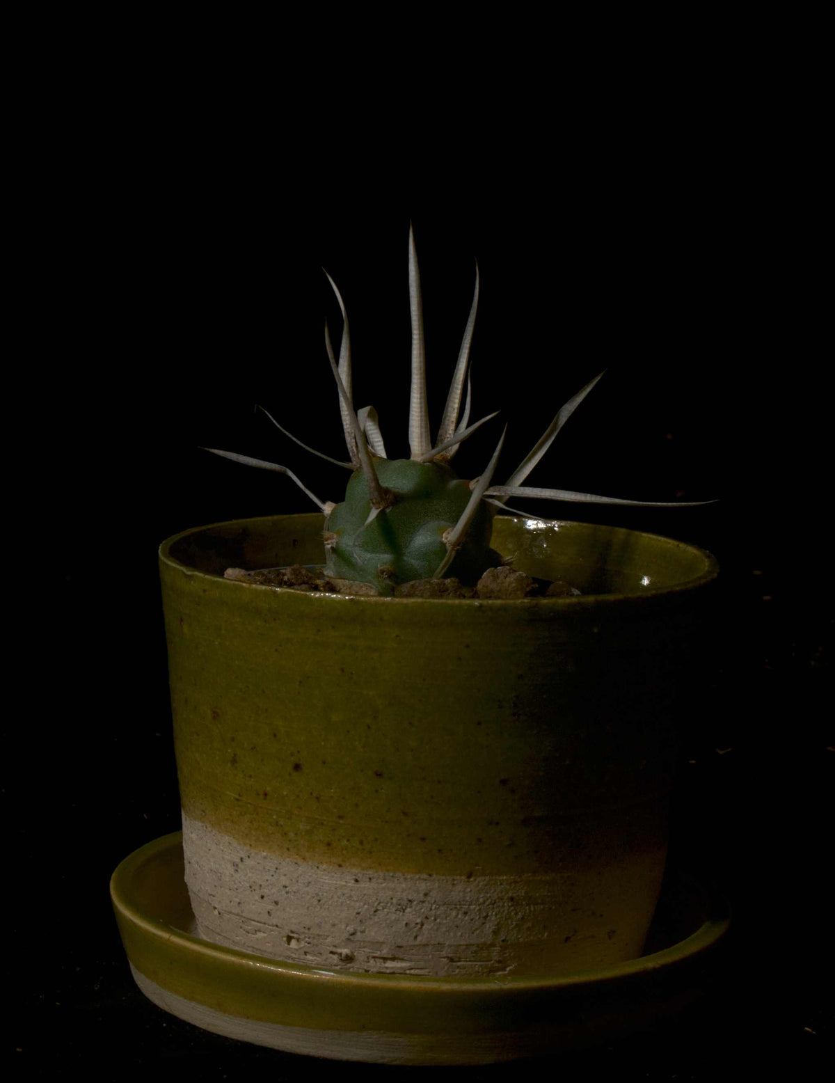 Tephrocactus articulatus