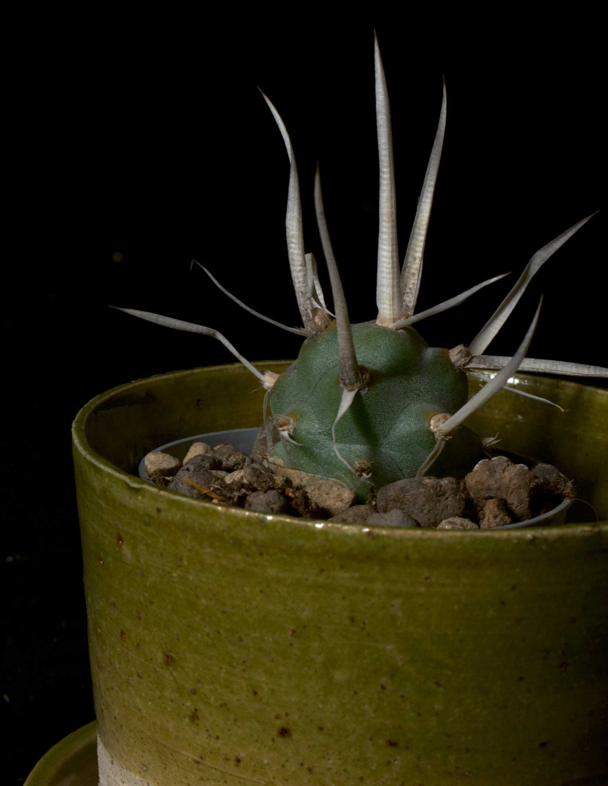 Tephrocactus articulatus