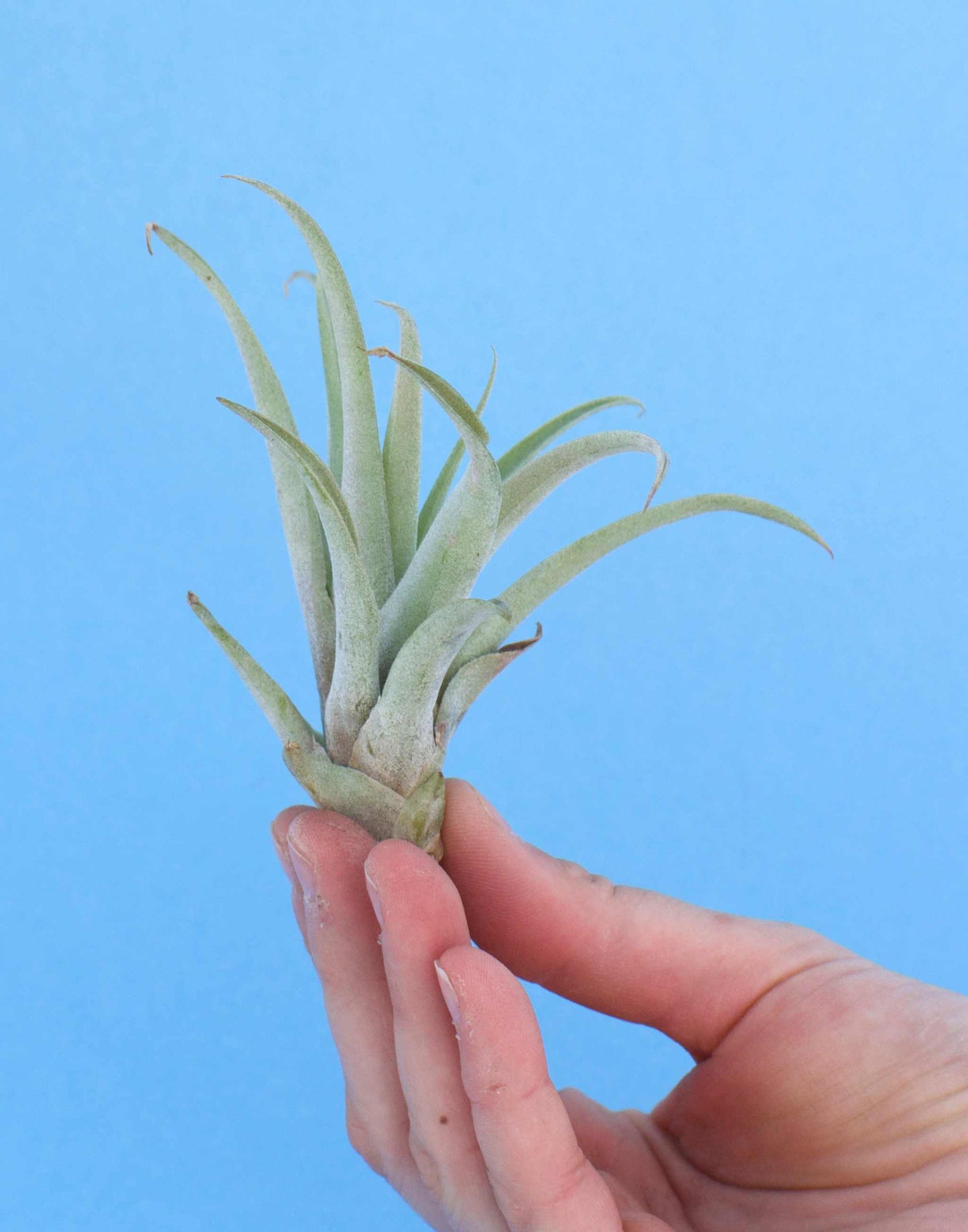 Tillandsia capitata