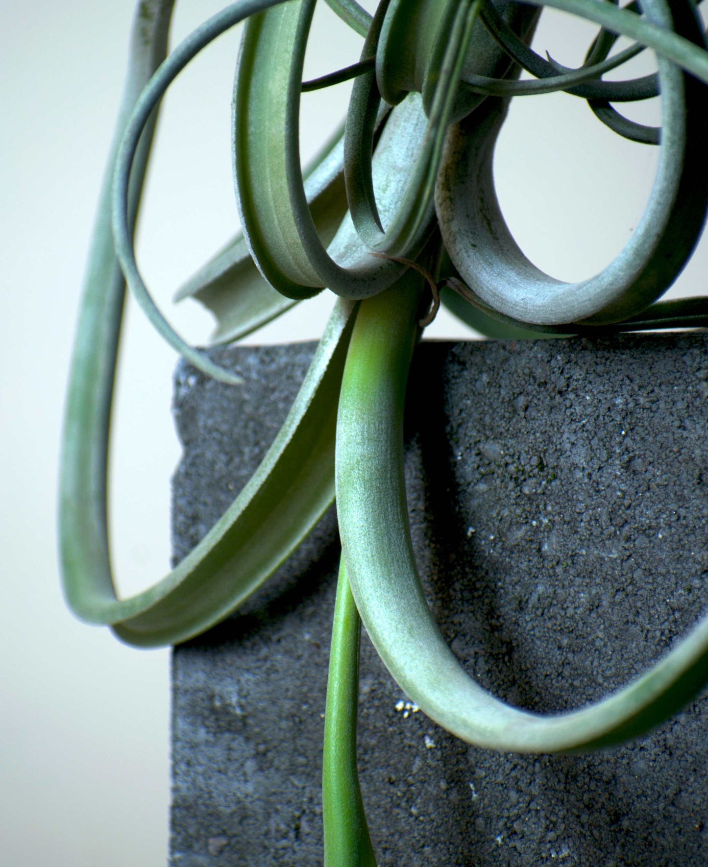 Tillandsia intermedia