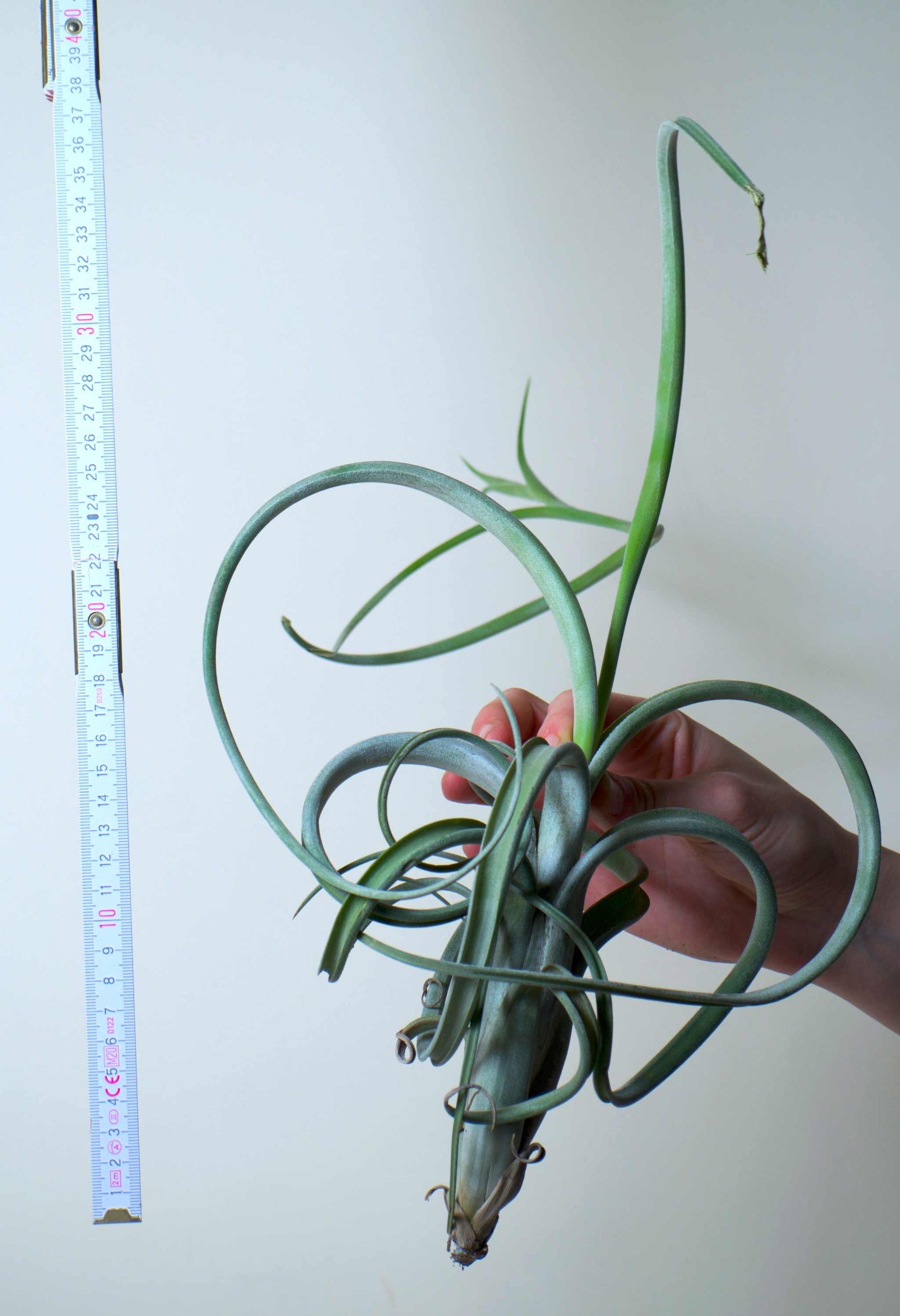 Tillandsia intermedia
