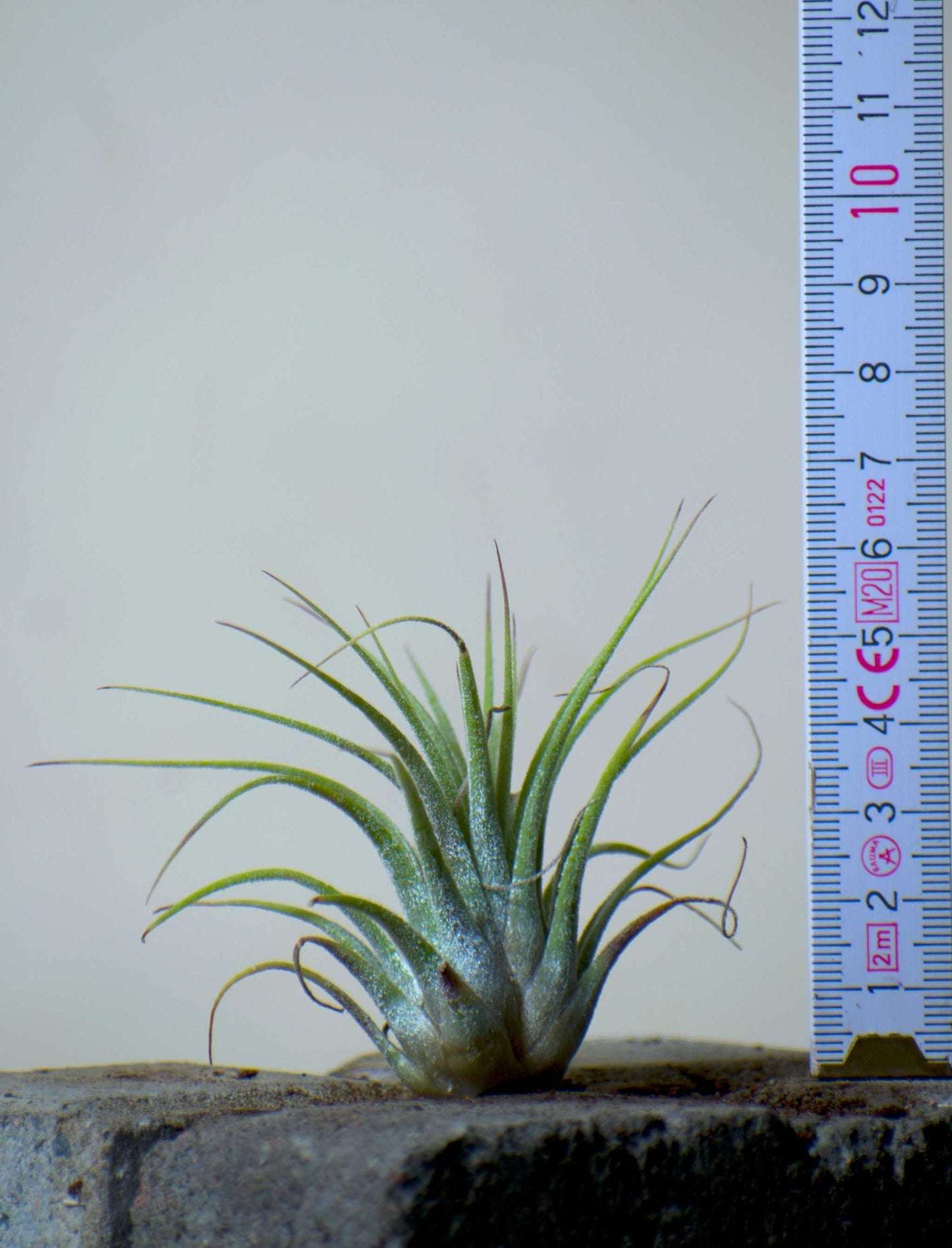Tillandsia ionantha