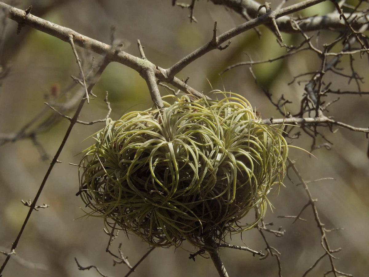 Tillandsia ionantha
