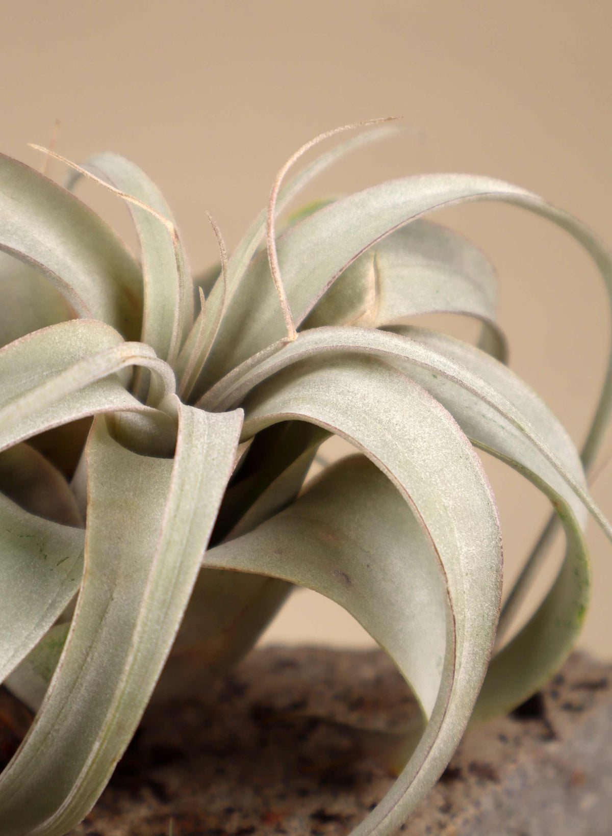 Tillandsia xerographica