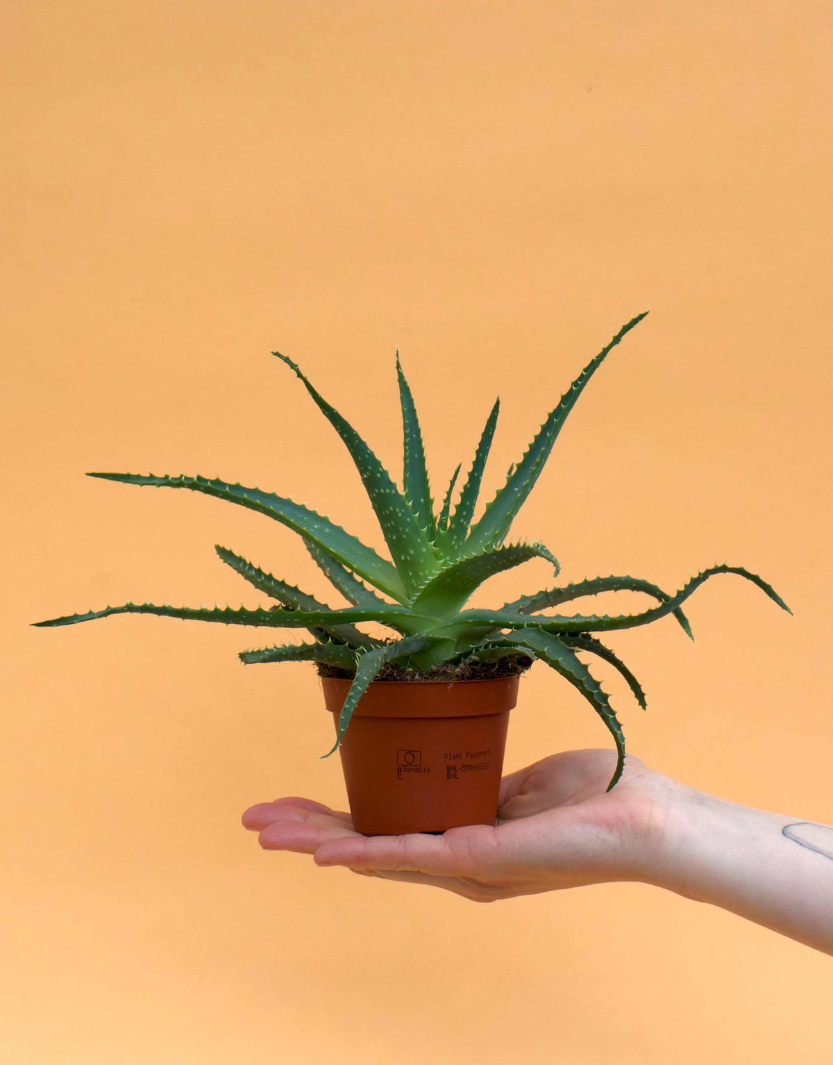 Trädaloe 'Aloe arborescens'