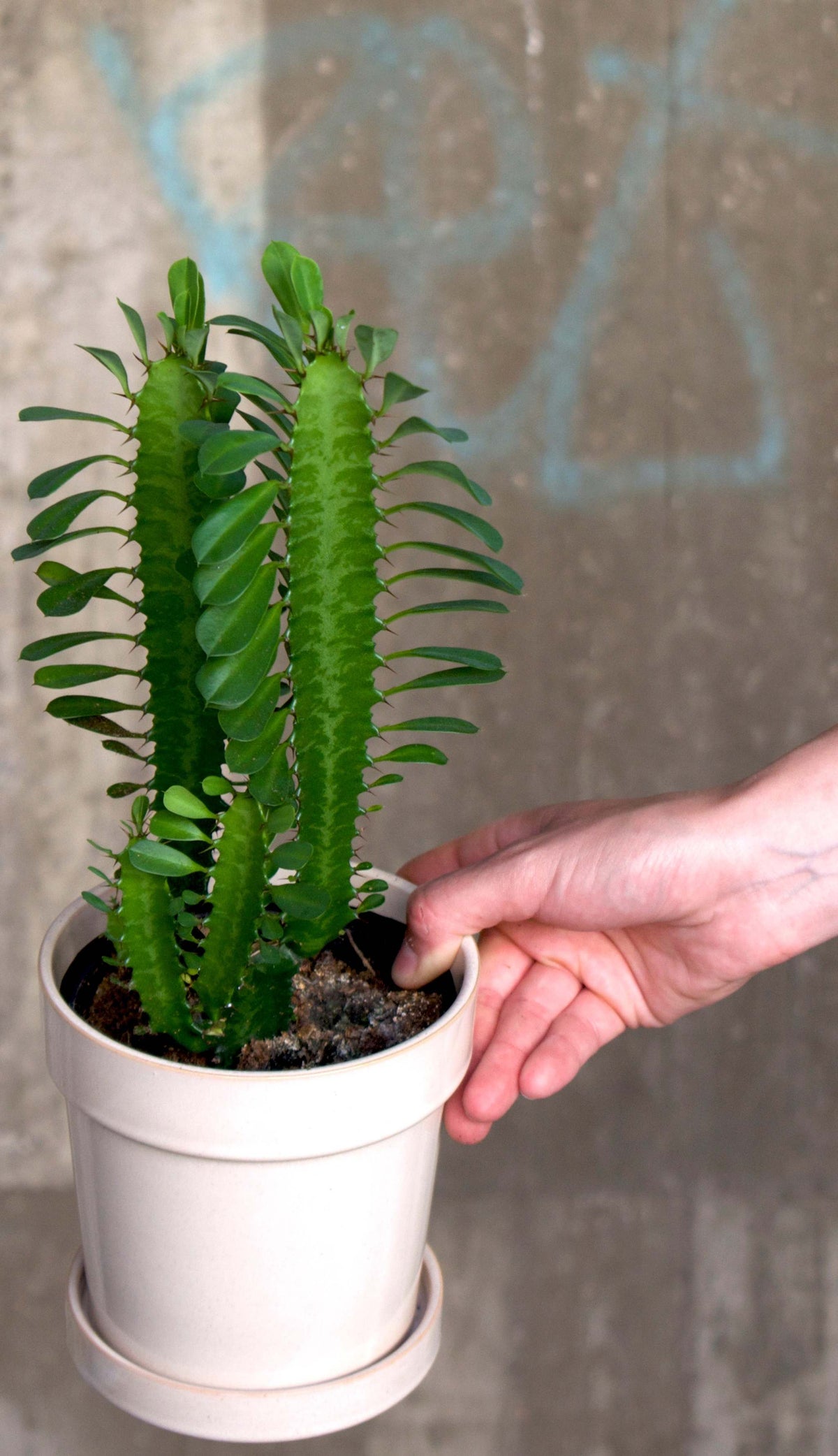 Euphorbia trigona | African milk tree