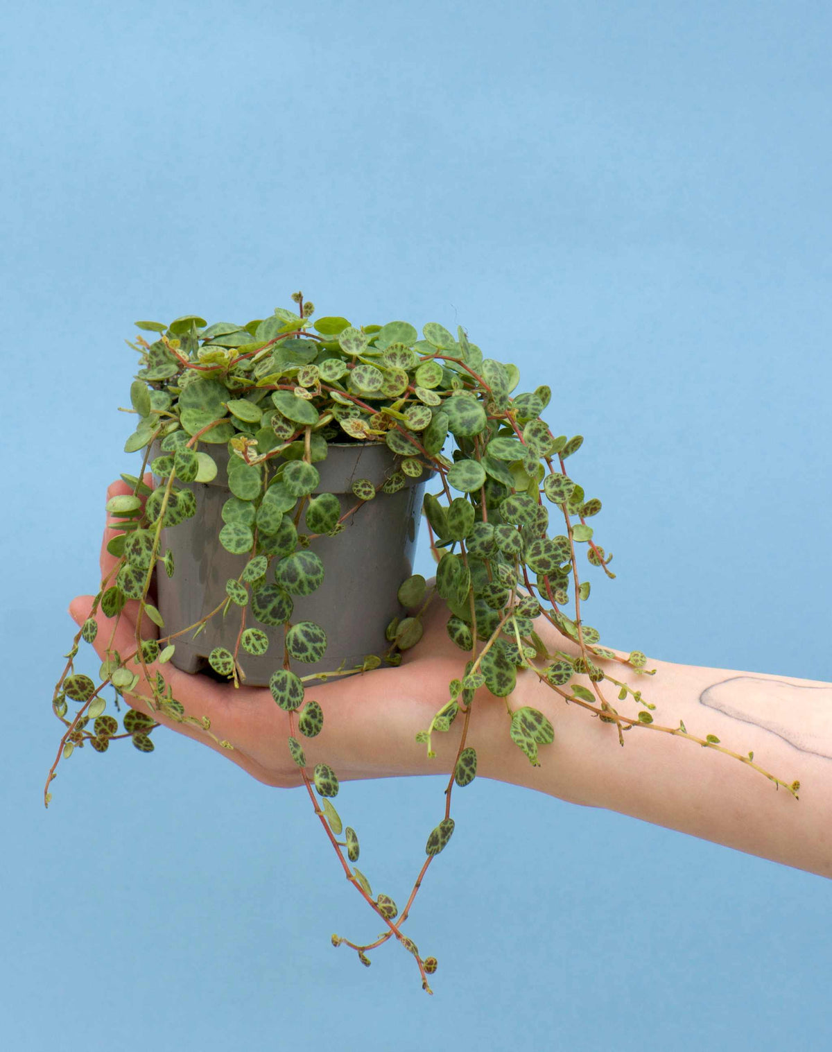 String of turtles 'Peperomia prostrata'