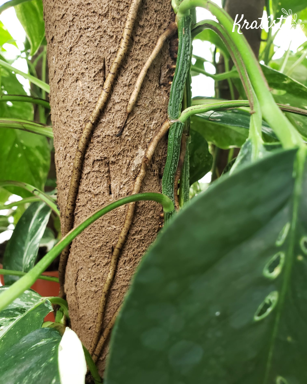 Växtstöd gjort i komposterbart material - kratiste