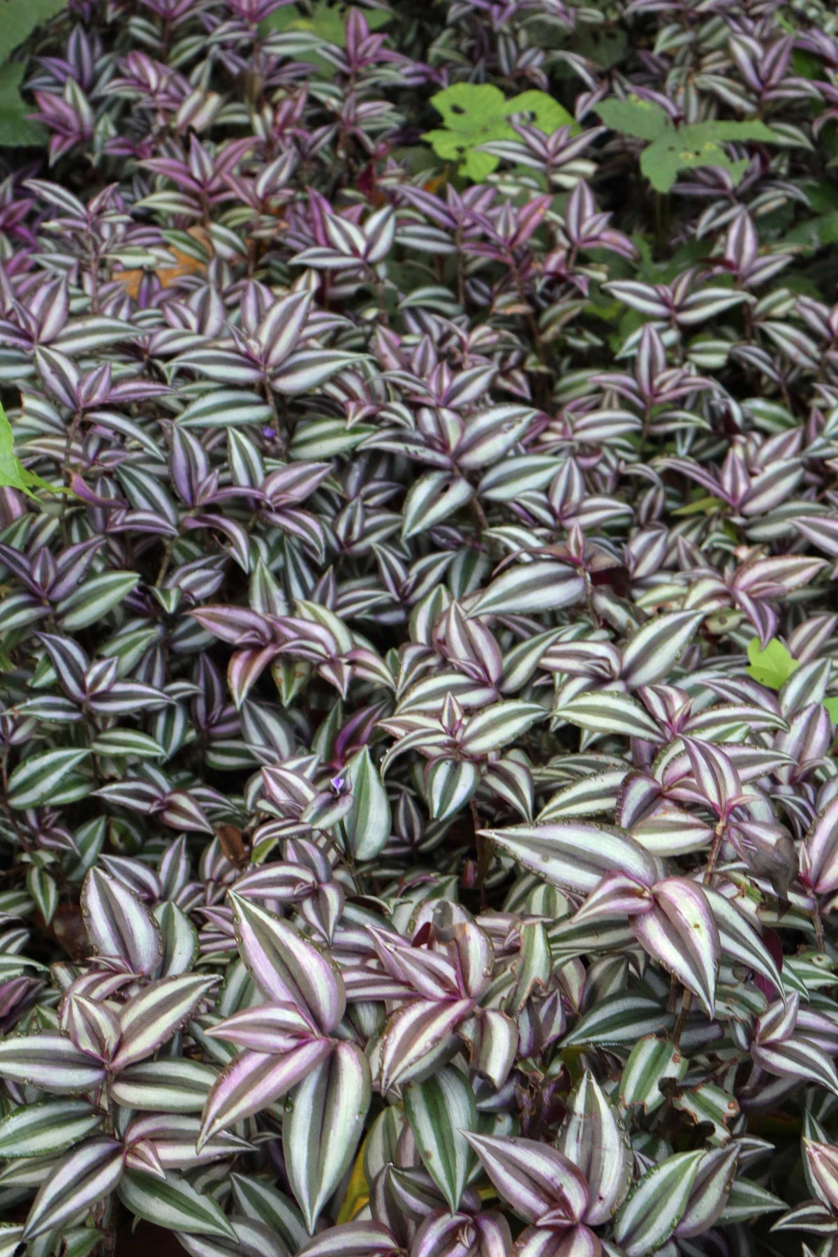 Tradescantia zebrina 'Zebrablatt'