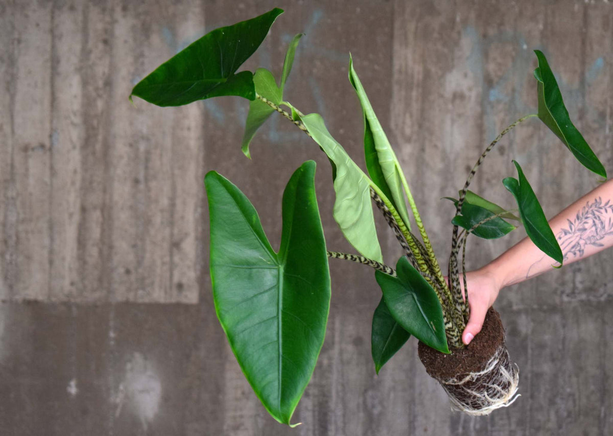 Alocasia Zebrina blad