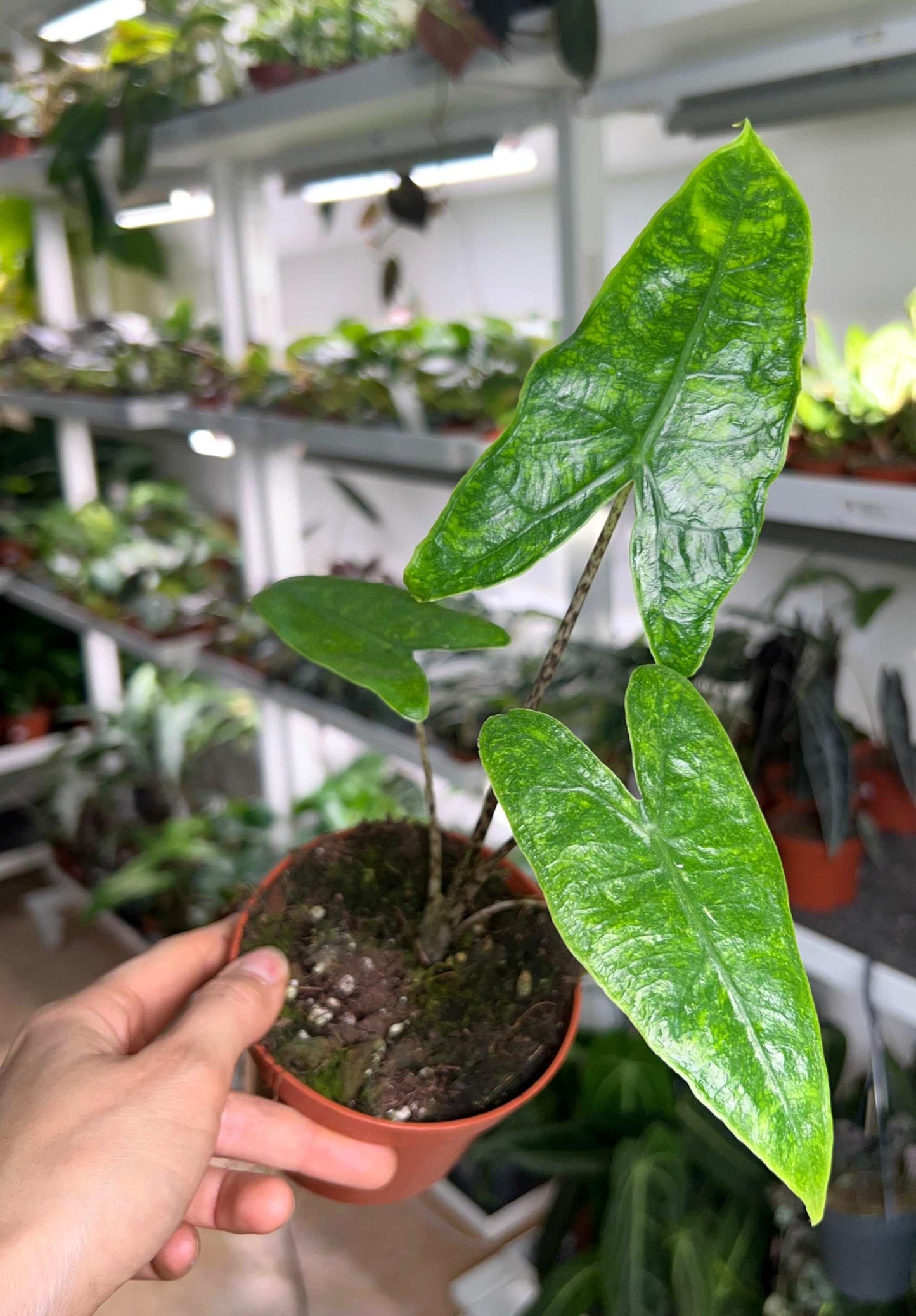Alocasia zebrina reticulata form