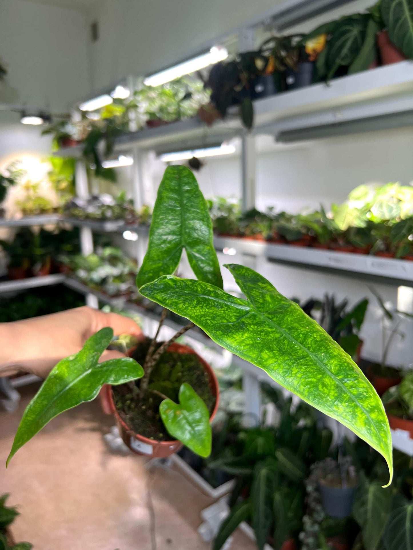Alocasia zebrina reticulata form