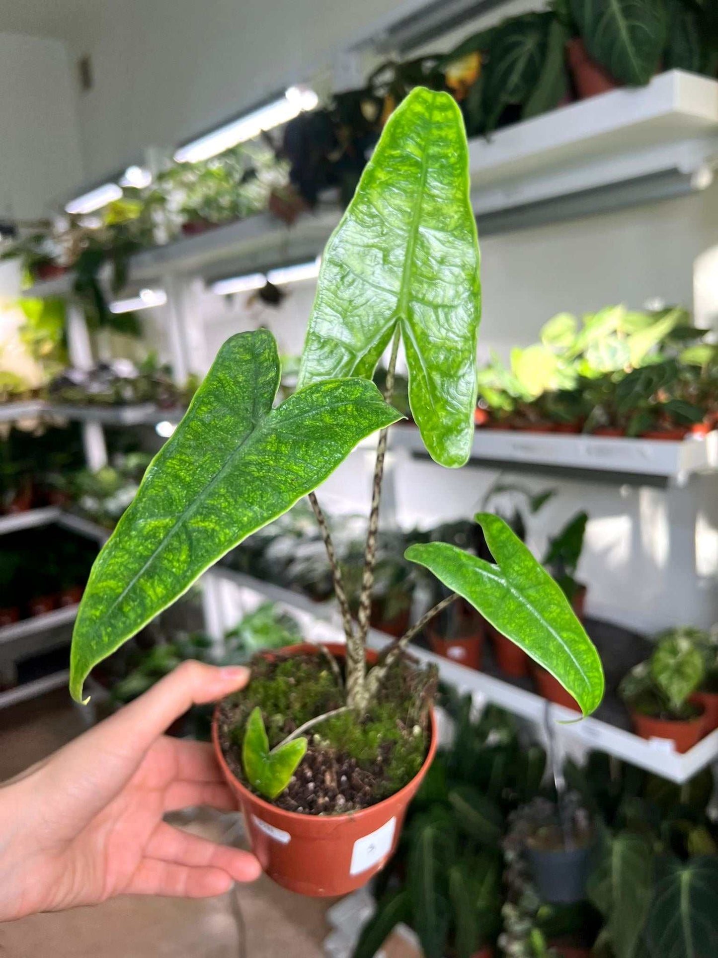 Alocasia zebrina reticulata form