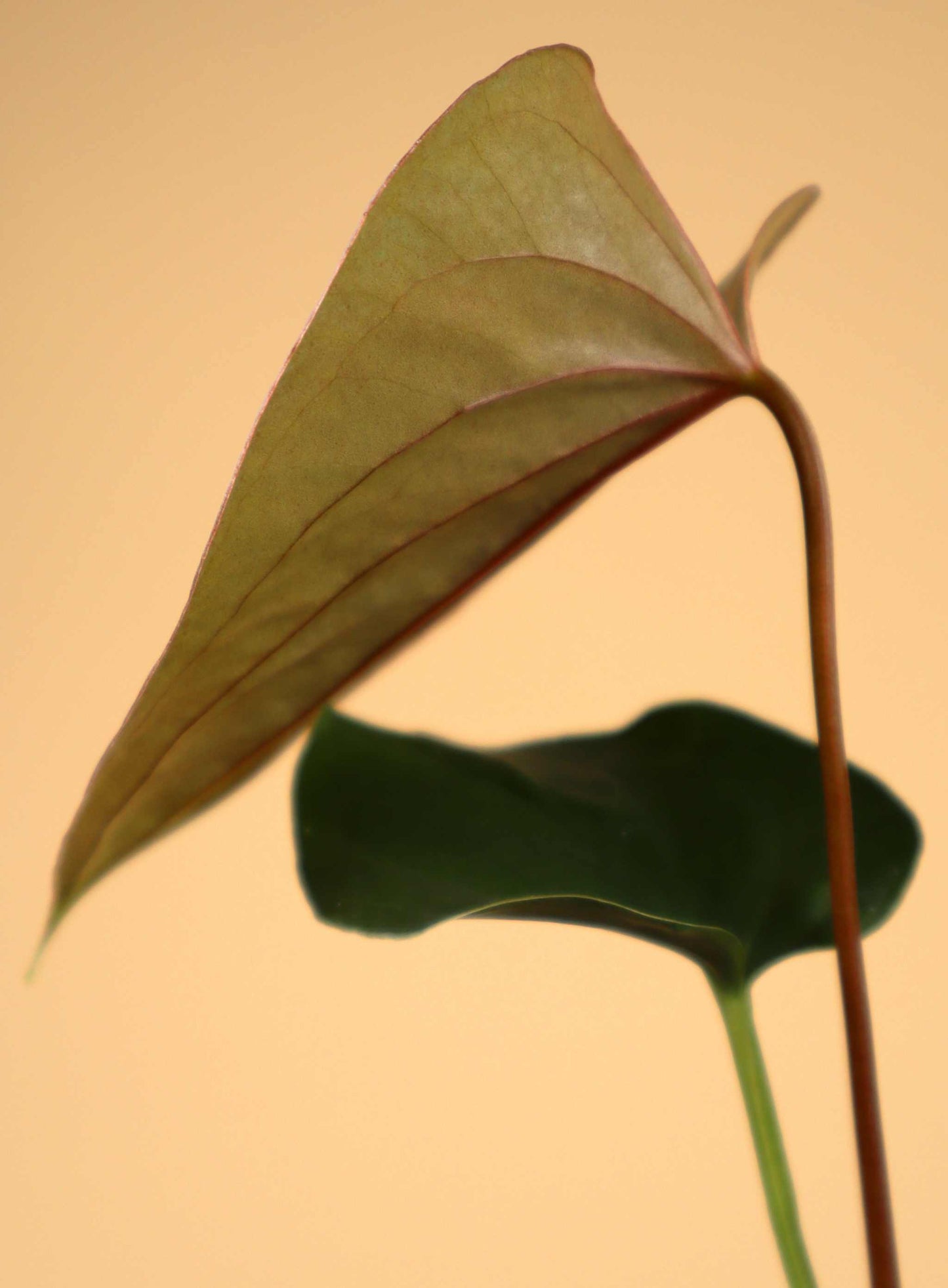 Anthurium chamberlainii