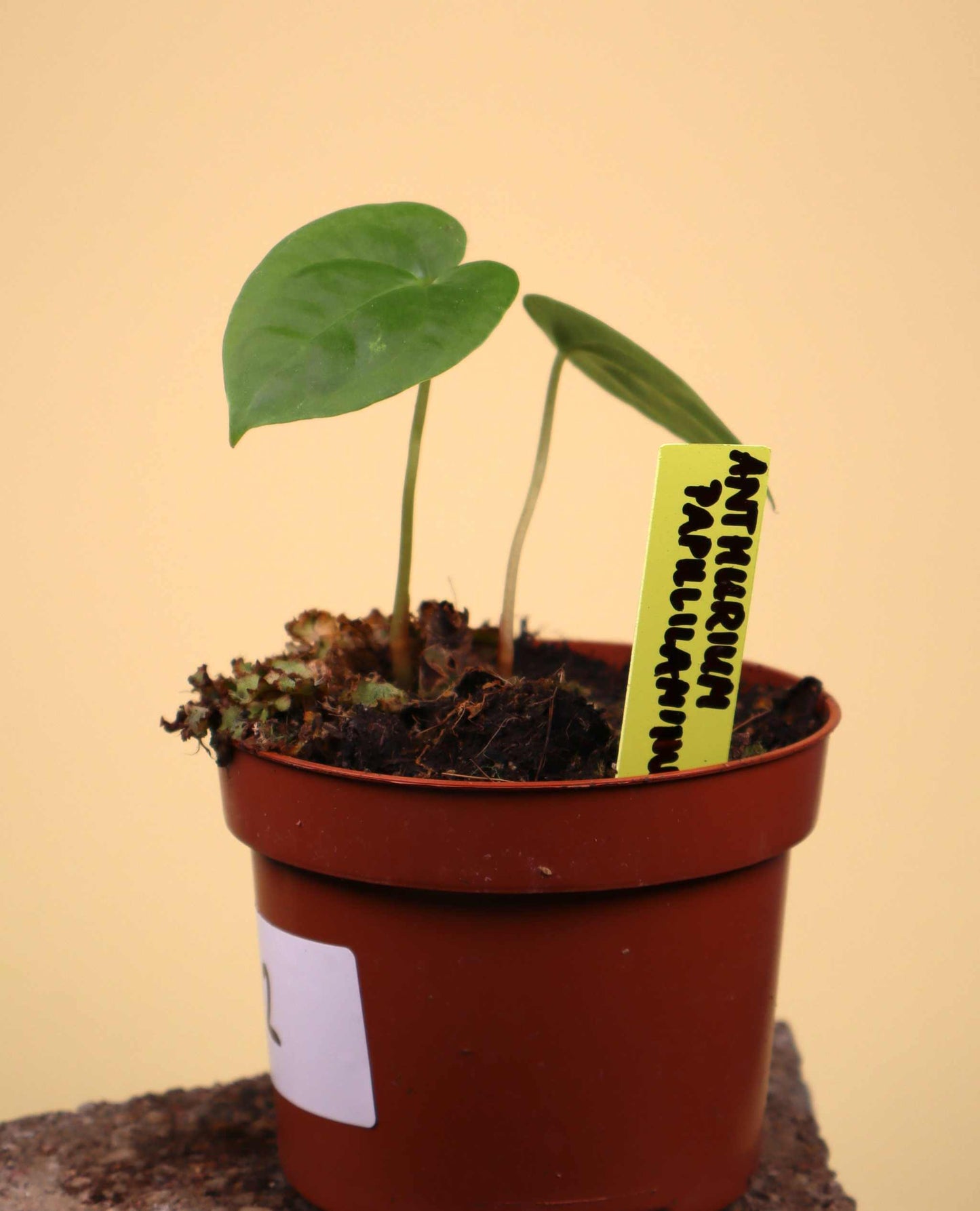 Anthurium papillaminum